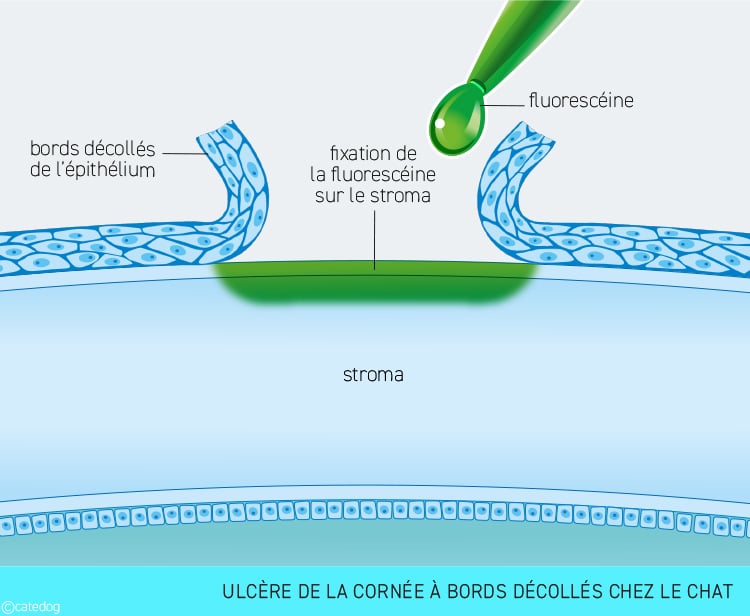 Ulcère de la cornée à bords décollés de l'œil chez le chat