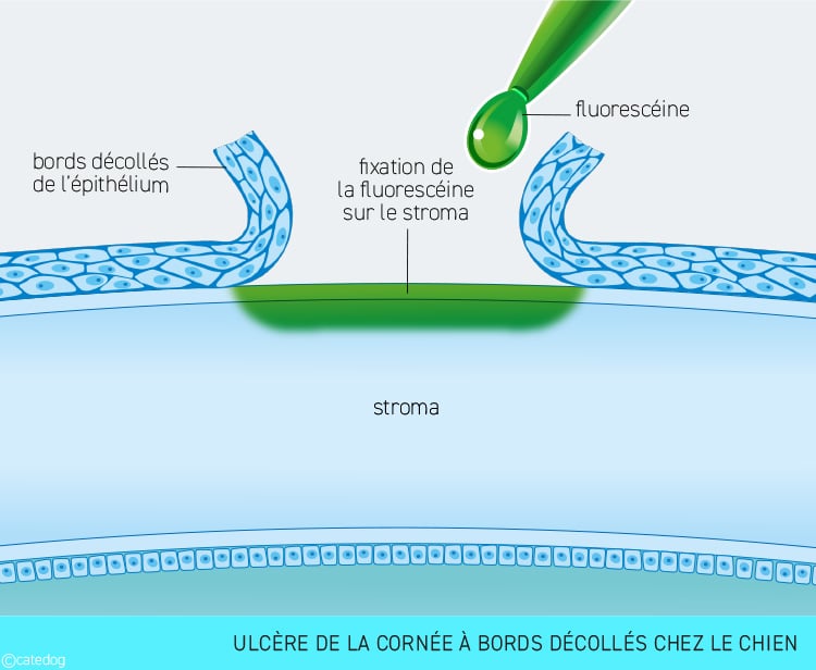 Ulcère de la cornée à bords décollés de l'œil chez le chien