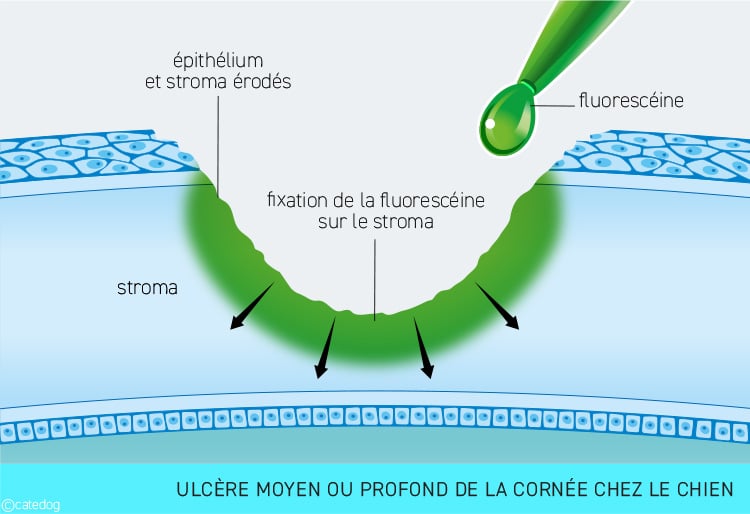 Ulcère de la cornée moyen ou profond de l'œil chez le chien