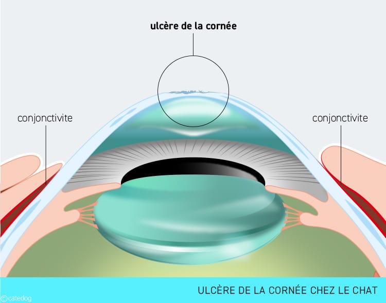 Ulcère de la cornée de l'œil chez le chat