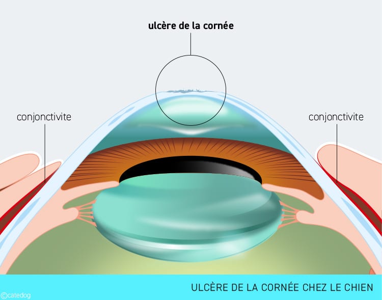 Ulcère de la cornée de l'œil chez le chien