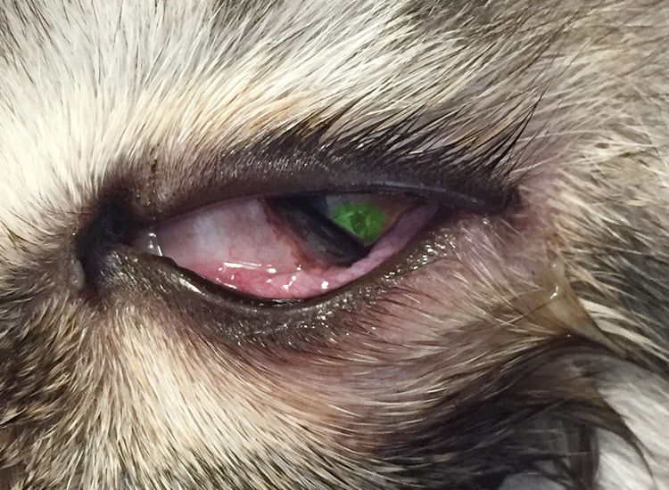 Mise en évidence d’un ulcère de la cornée chez un chat grâce à la fluorescéine