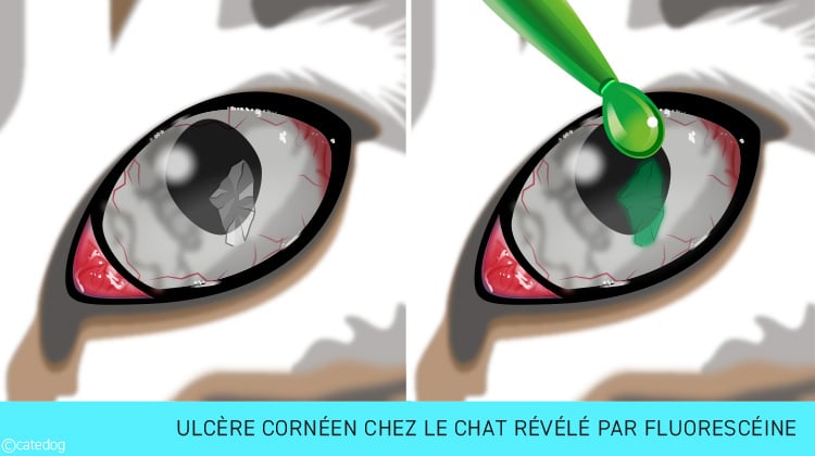Ulcère de la cornée de l'œil révélé par fluorescéine chez le chat