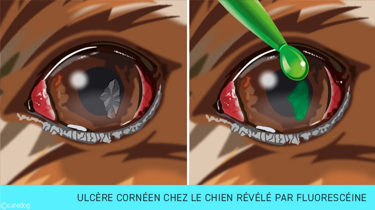 Ulcère de la cornée de l'œil révélé par fluorescéine chez le chien