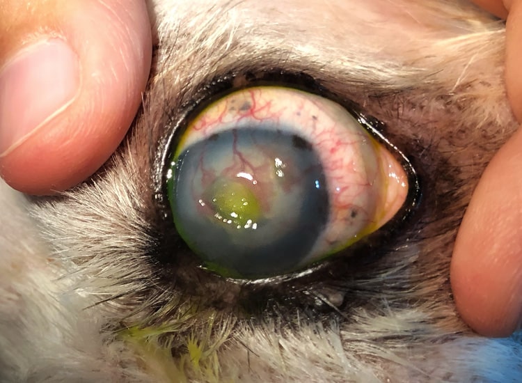 Ulcère profond de la cornée sur l'œil d'un chien révélé par fluorescéine