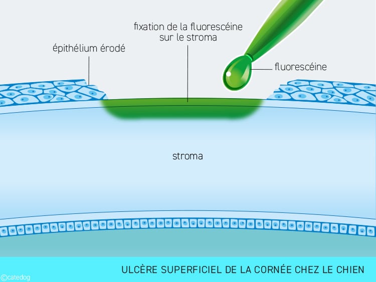 Ulcère superficiel de la cornée de l'œil chez le chien