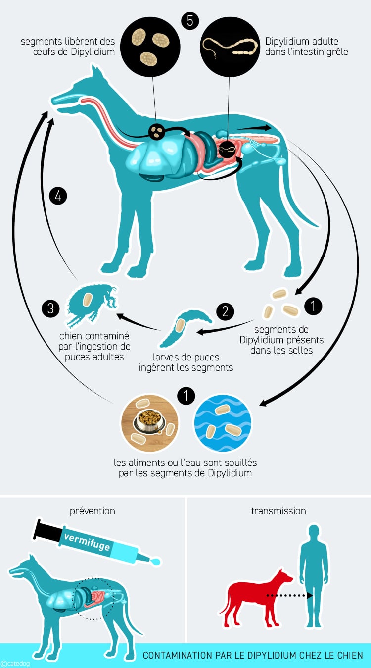 Dipylidium et tenia chez le chien