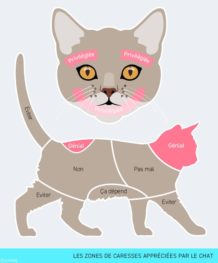 Zones de caresses acceptées et refusées par le chat mordeur sur son corps
