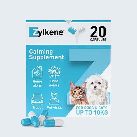 Zylkene contre le stress chez le chat et le chien