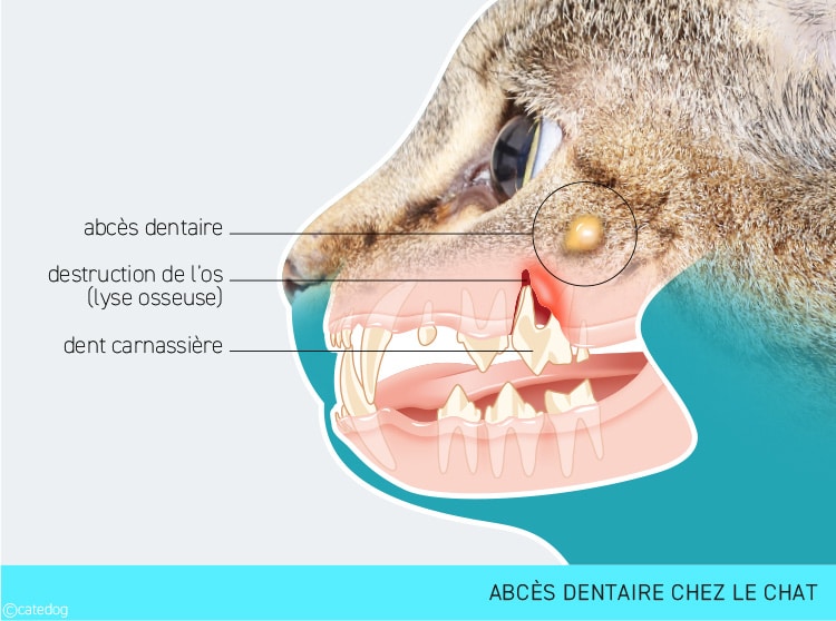 Abcès dentaire sur la tête du chat