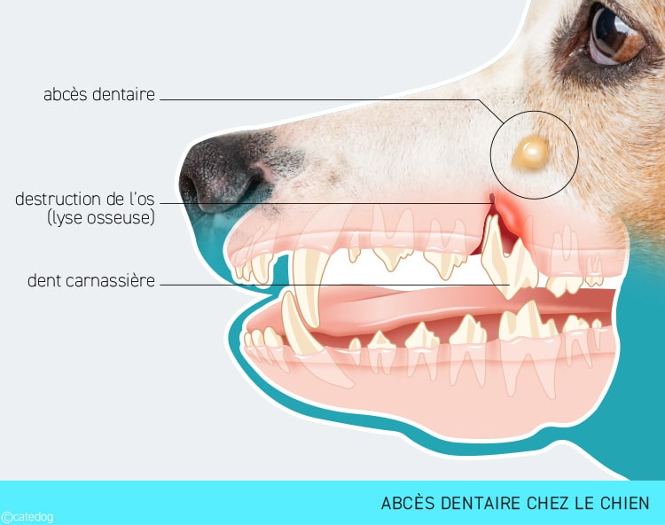Abcès dentaire sur la tête sous l'œil du chien