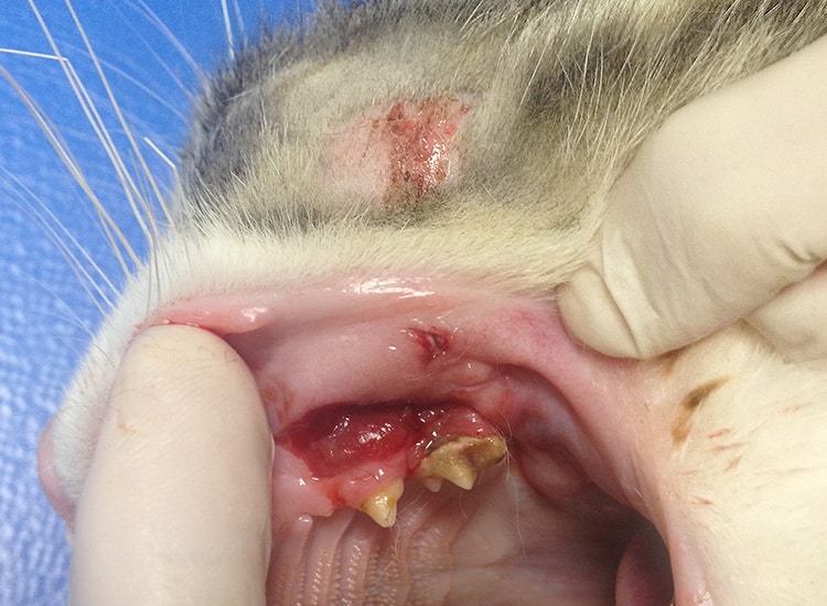 Abcès dentaire sur la tête sous l'œil du chat