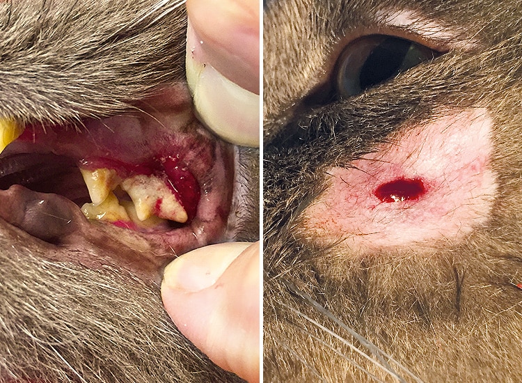 Abcès dentaire sur la tête sous l'œil du chat