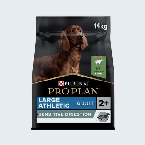 Alimentation pour le chien sujet à la dilatation et torsion d'estomac