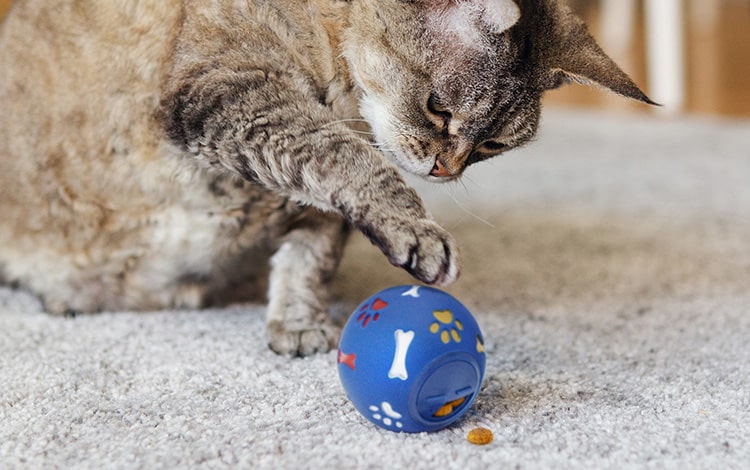 Balle distributrice de croquettes pour chat
