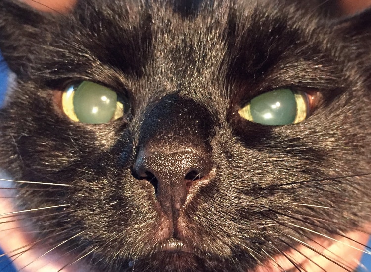 Opacité du cristallin chez un vieux chat aveugle