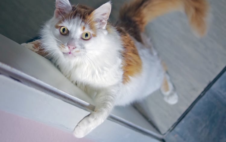 Mon chat gratte à la porte de ma chambre