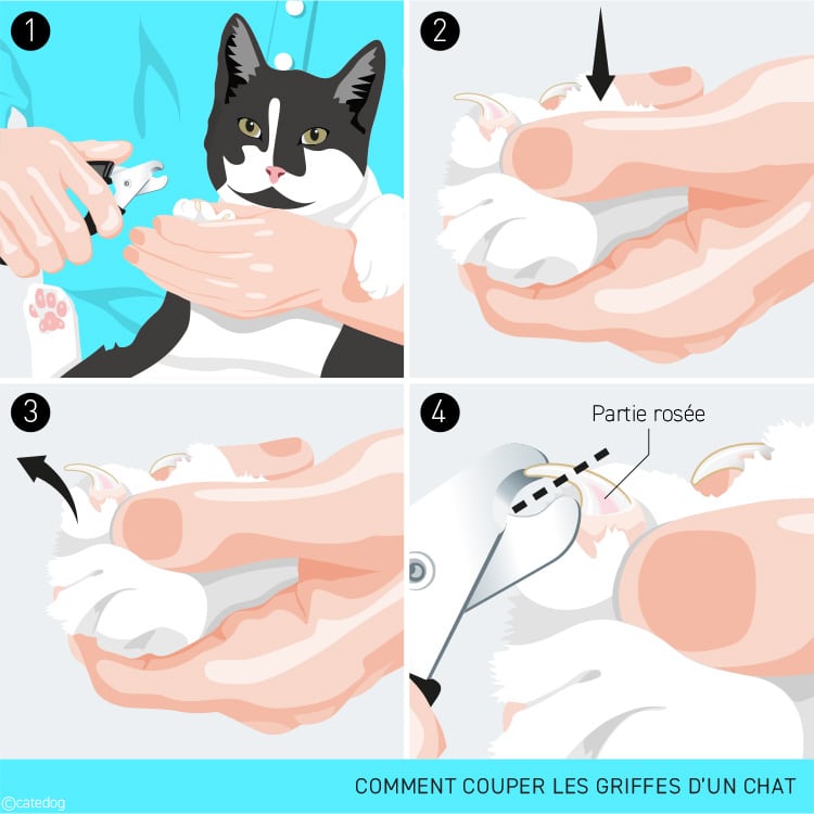 Comment couper les griffes d'un chat avec un coupe-griffe