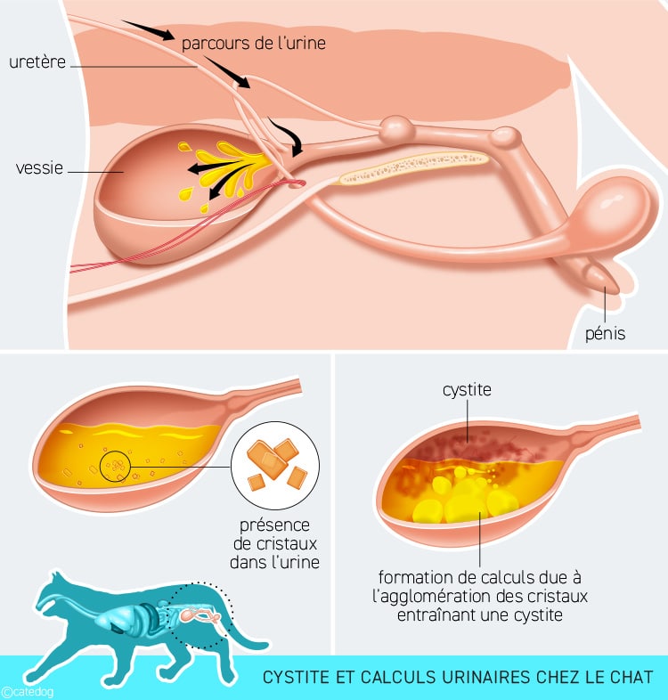 Formation des calculs urinaires dans la vessie lors de cystite chez le chat