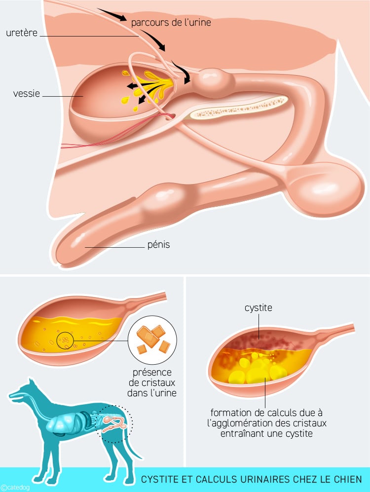 Formation des calculs urinaires dans la vessie lors de cystite chez le chien