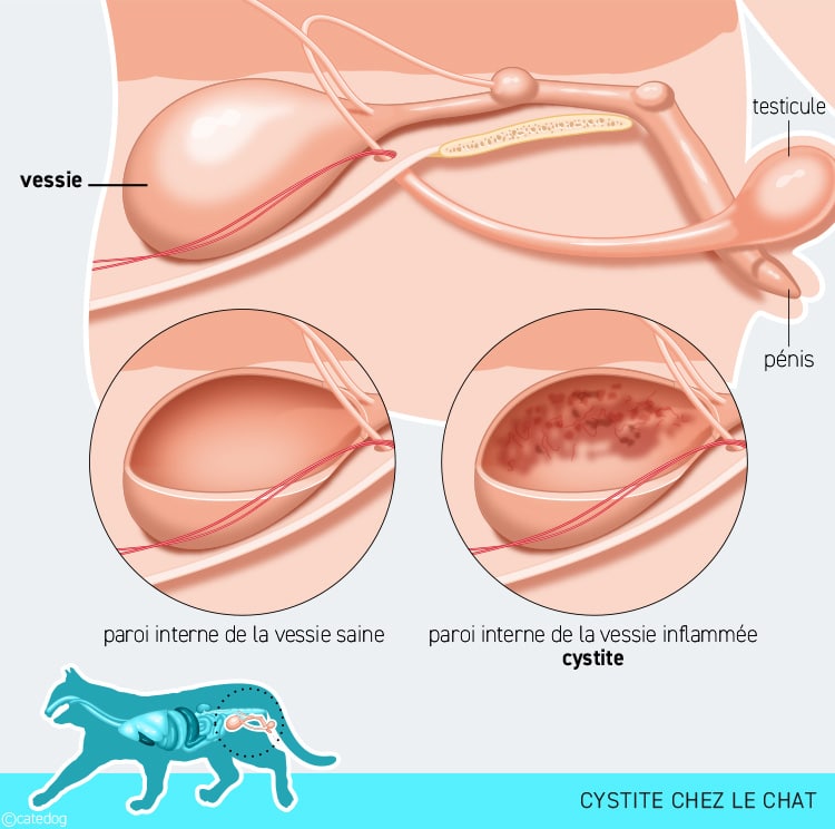 Cystite chez le chat avec la paroi de la vessie inflammée