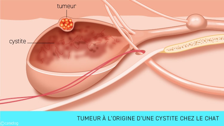 Cystite chez le chat avec une tumeur de la vessie