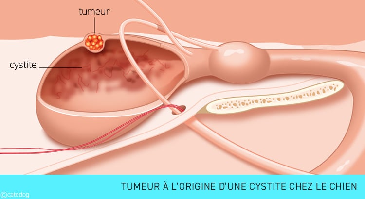Cystite chez le chien avec une tumeur de la vessie