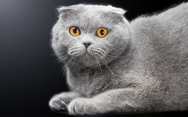 La cystite peut avoir une origine comportementale chez le chat
