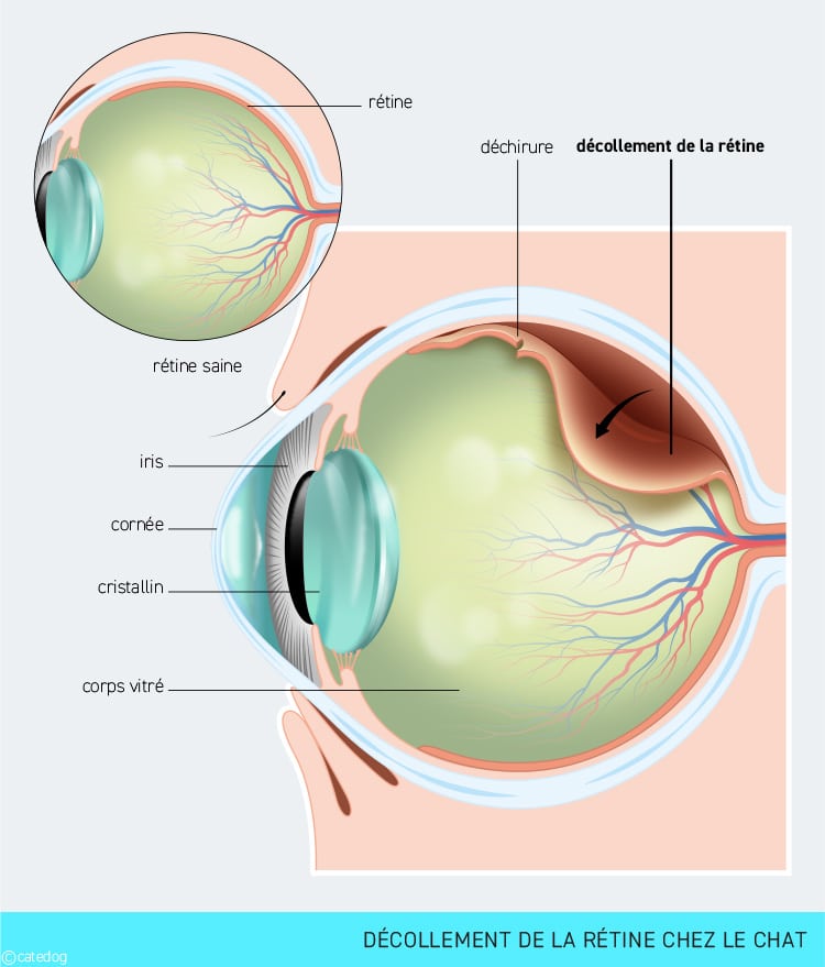 Décollement de la rétine du chat