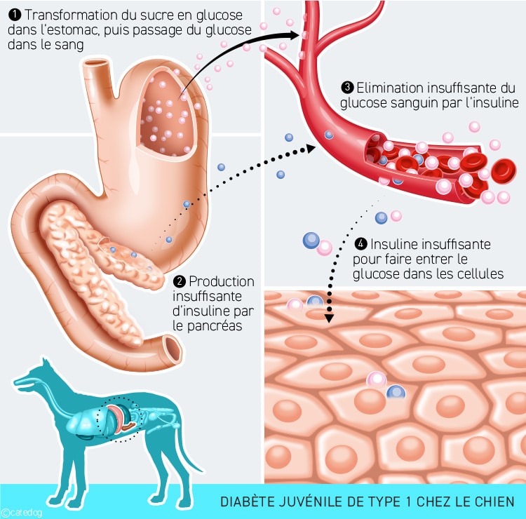 Diabète juvénile de type 1 chez le chien