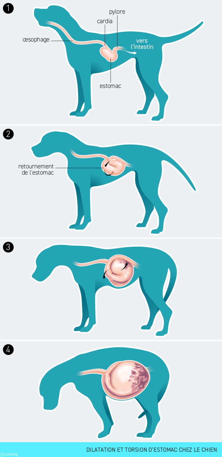 Dilatation et torsion d'estomac chez le chien