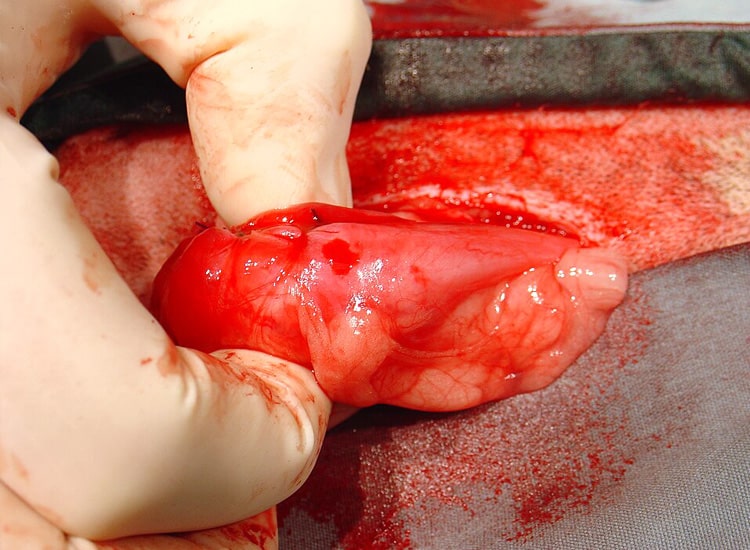 Diverticule au niveau de la vessie d'un chien