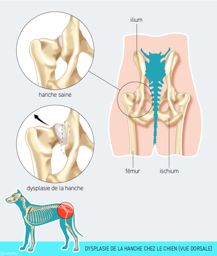 Dysplasie de la hanche chez le chien vue dorsale