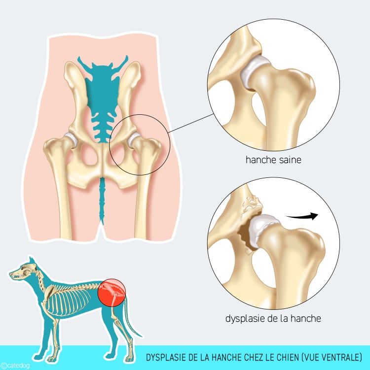 Dysplasie de la hanche chez le chien vue ventrale