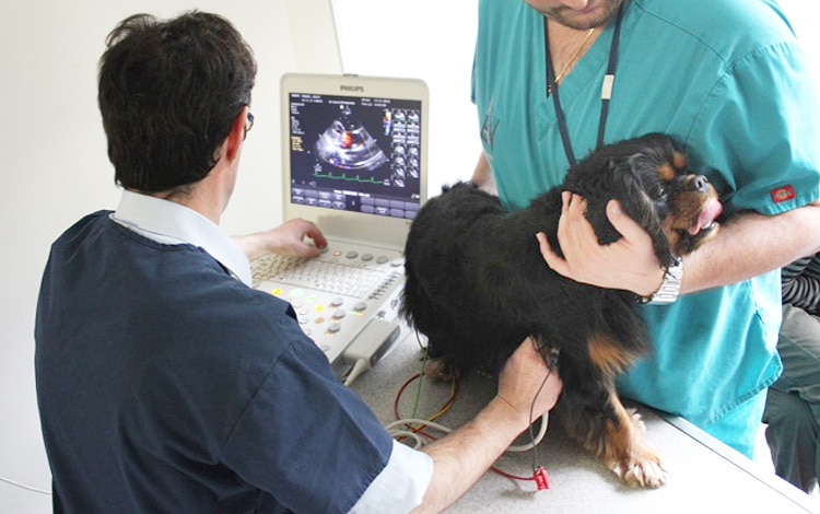 Echocardiographie ou echographie cardiaque chez le chien