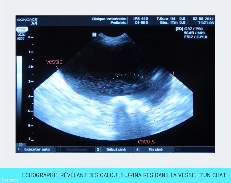 Echographie mettant en évidence des calculs urinaires dans la vessie d'un chat