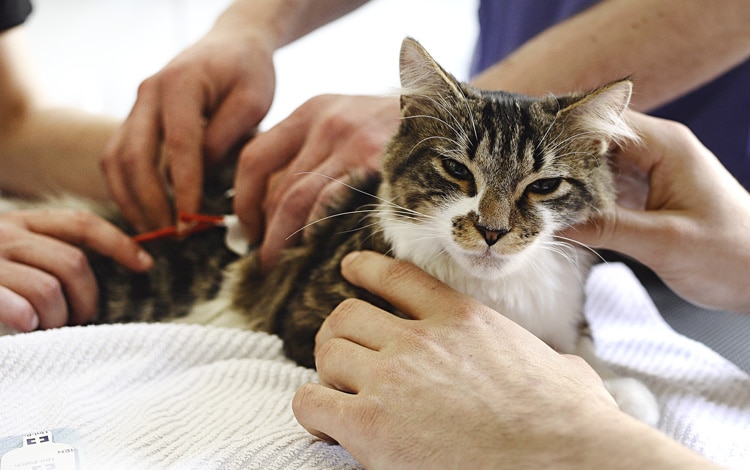 Electrothérapie chez le chat