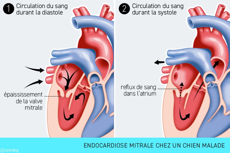 Endocardiose mitrale ou maladie valvulaire mitrale chez le chien