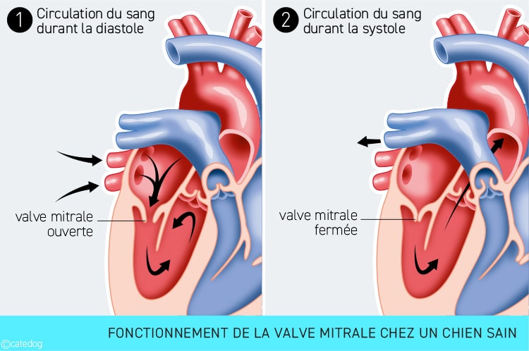 Endocardiose mitrale ou maladie valvulaire mitrale chez le chien