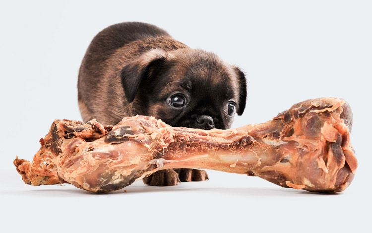 Est-ce dangereux de donner des os à un chien ?