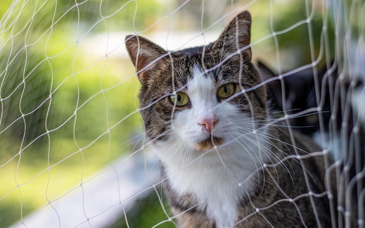 Filet de protection pour éviter au chat de tomber du balcon ou d'une fenêtre