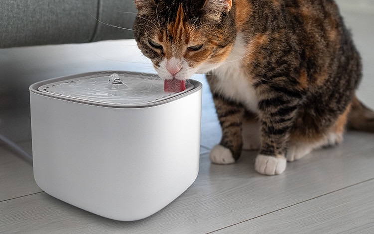Fontaine à eau silencieuse pour chat