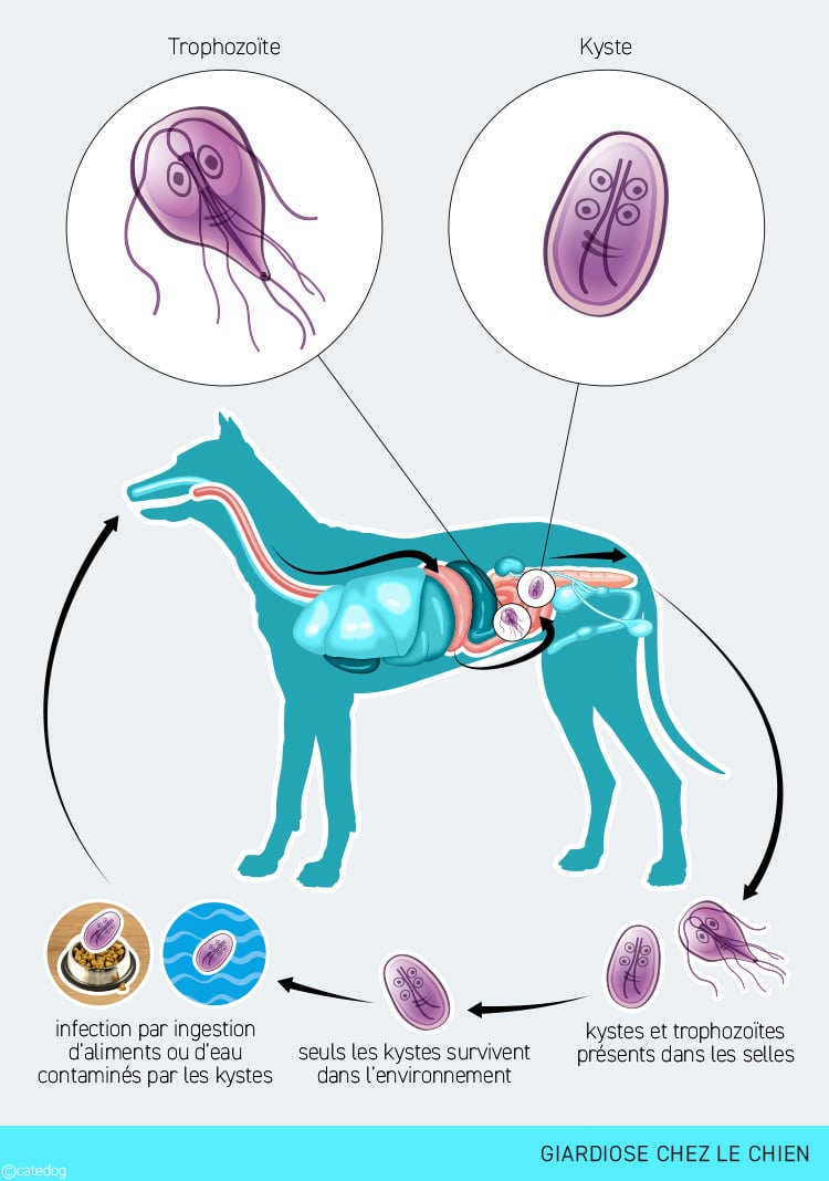 Giardiose chez le chien