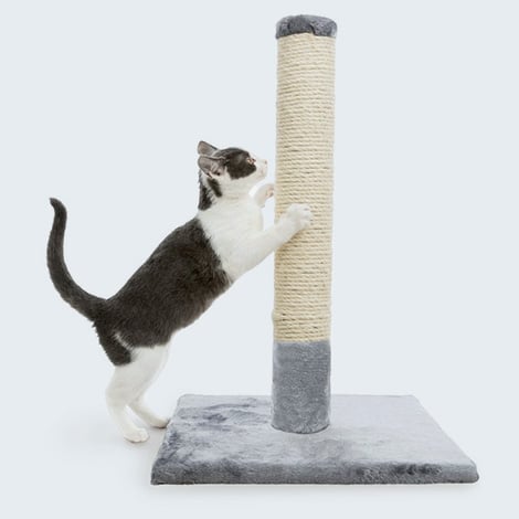 Griffoir pour chat qui fait ses griffes partout