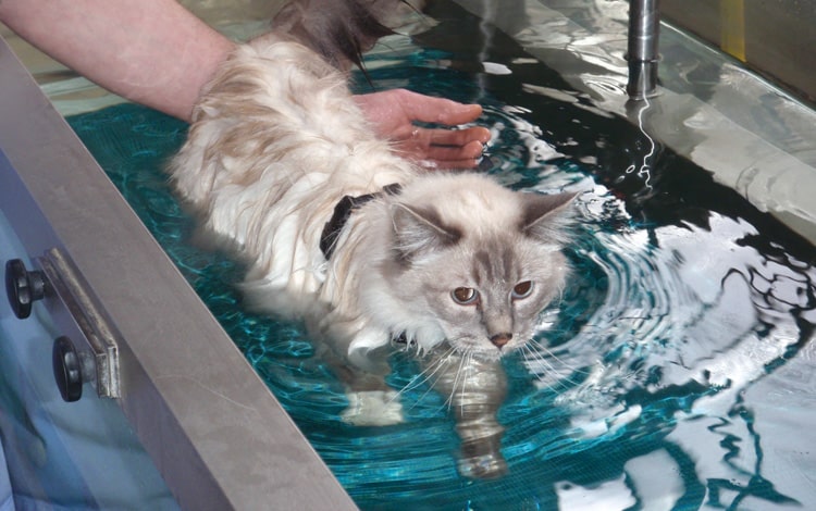Hydrothérapie sur tapis roulant chez le chat