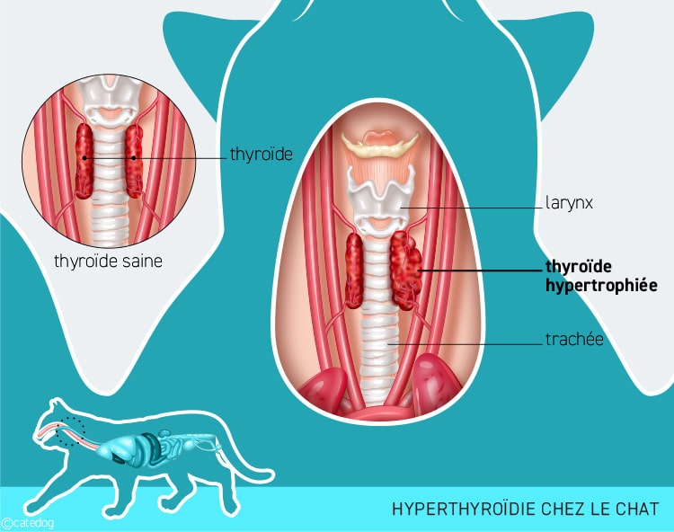 Hyperthyroïdie chez le chat