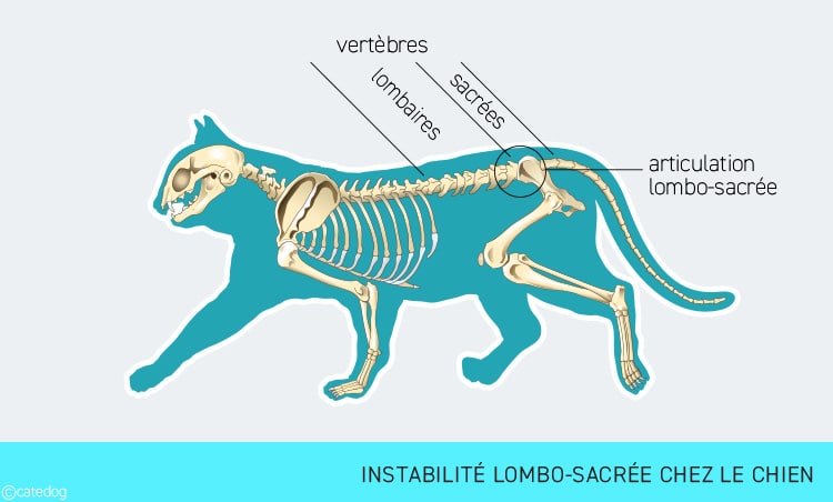 Instabilité de l'articulation lombo-sacrée chez le chat