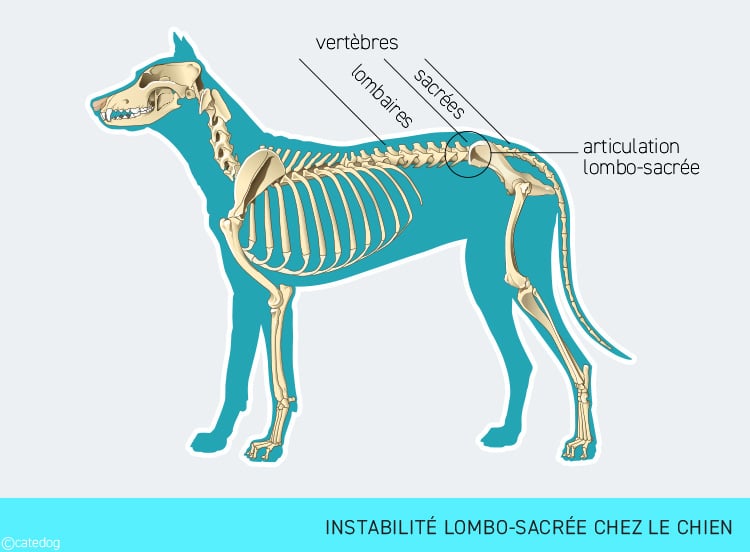 Instabilité de l'articulation lombo-sacrée chez le chien
