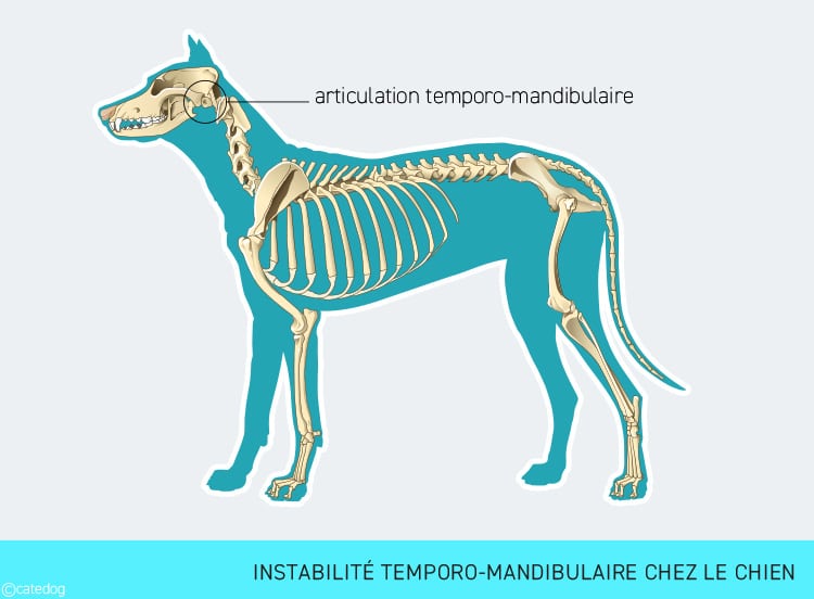 Instabilité de l'articulation temporo-mandibulaire chez le chien