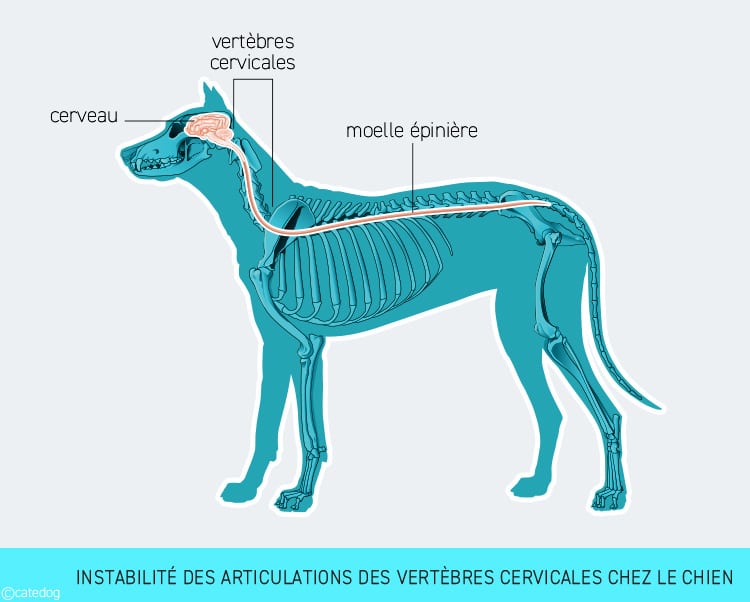 Instabilité des articulations des vertèbres cervicales chez le chien